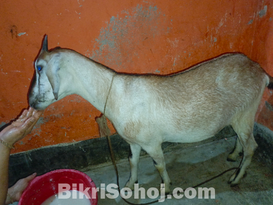 খাসি ছাগল